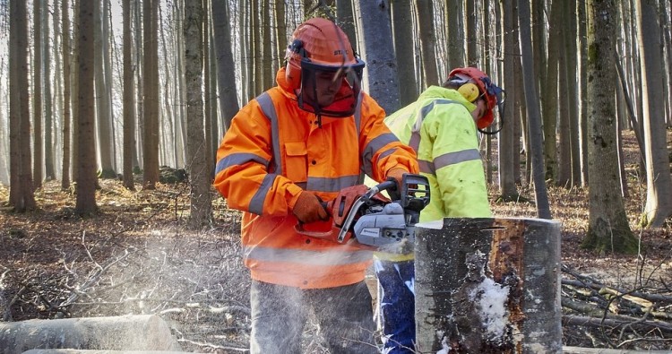 PROCESO SELECTIVO PARA LA CONTRATACIÓN DE JEFES DE CUADRILLA Y PEONES FORESTALES EN LA RIOJA 2024