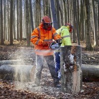 PROCESO SELECTIVO PARA LA CONTRATACIÓN DE JEFES DE CUADRILLA Y PEONES FORESTALES EN LA RIOJA 2024