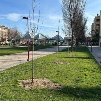 Finaliza la plantación de árboles con 400 nuevos ejemplares en calles y jardines